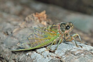 教育学术年会的主持词_教育教学年会致辞