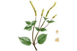 带爱字的诗句_带爱字的诗句或成语有哪些