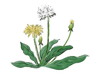 《啊呜》优秀教案(啊呜啊呜语言教案)