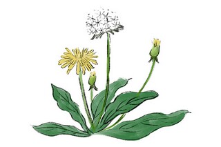 梅花唯美诗句_梅花诗词句