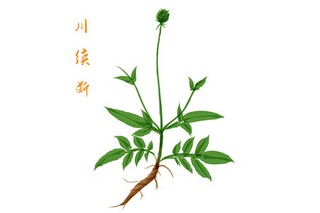 蔷薇的启示作文（蔷薇的作文300字左右）