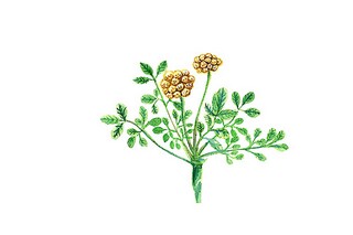 口头禅的作文500字(口头禅的作文怎么写)