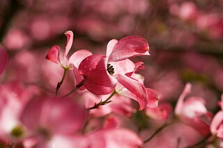 幼儿园大班数学教案《漂亮的拉花排序》_大班艺术领域拉花教案