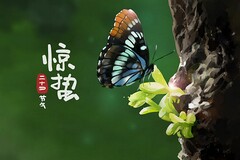 腊梅的经典诗句有哪些(腊梅的诗句唯美的句子)