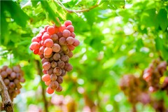 木兰诗实录_《木兰诗》教学实录
