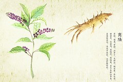 白居易读禅经朗读_白居易《读禅经》原文欣赏