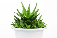 给百岁老人的祝寿句子(100岁老人祝寿佳句简短)