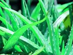 描写花的诗句(描写花的诗句摘抄)