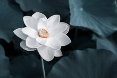 幼儿园开学通知文案_幼儿园开学通知