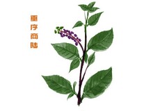 六年级教师工作总结优秀_教师六月份工作总结简短